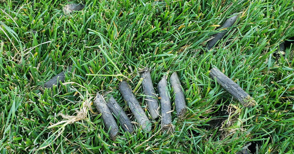 Lawn Aeration