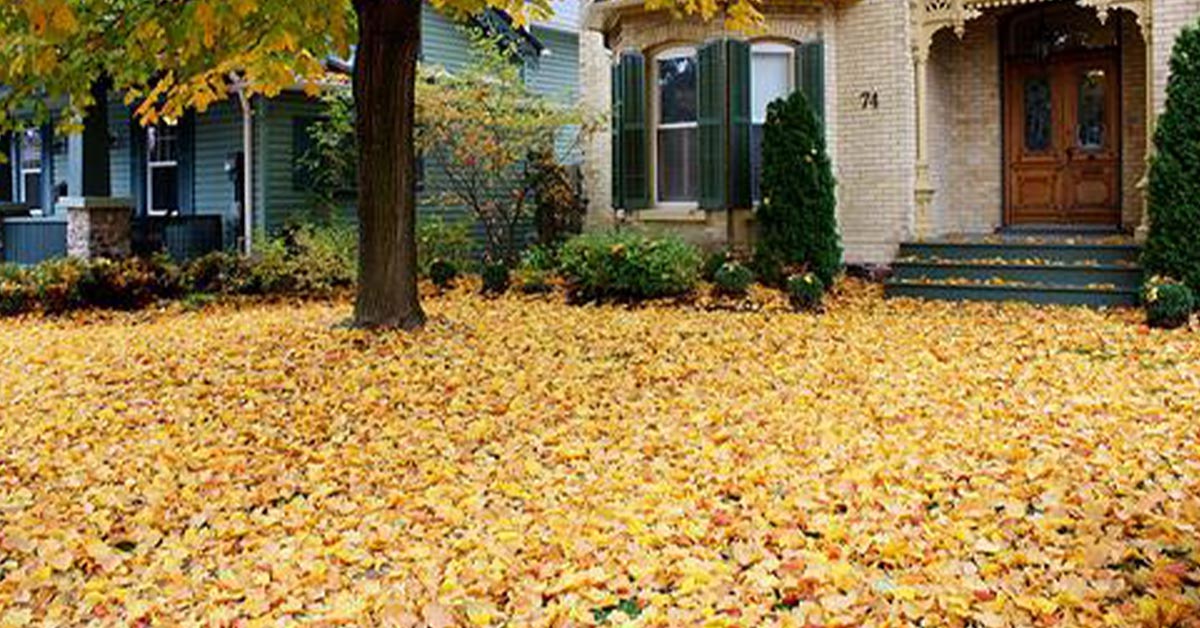 Leaf Removal