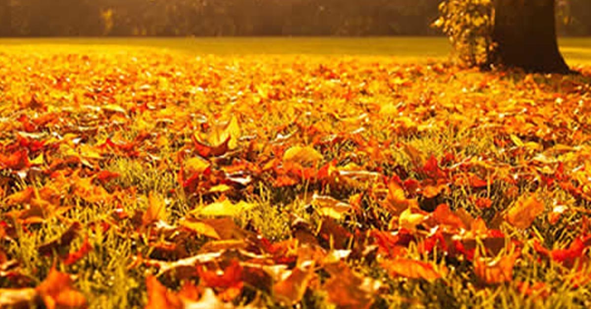 Yard Clean Up Services