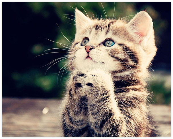 internet-cute-kitten