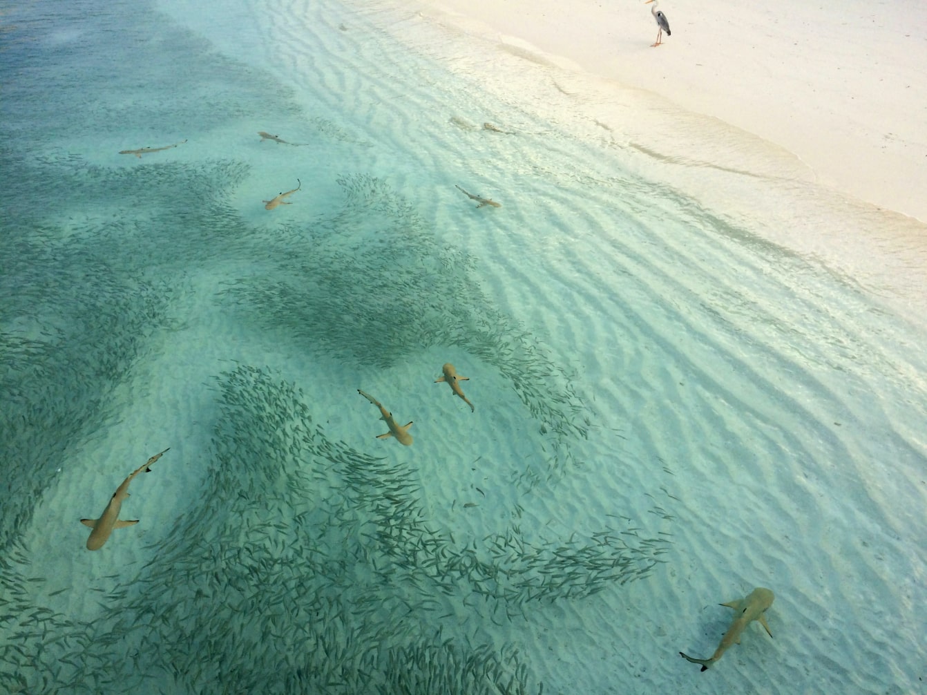Sharks and fish viewed from above.