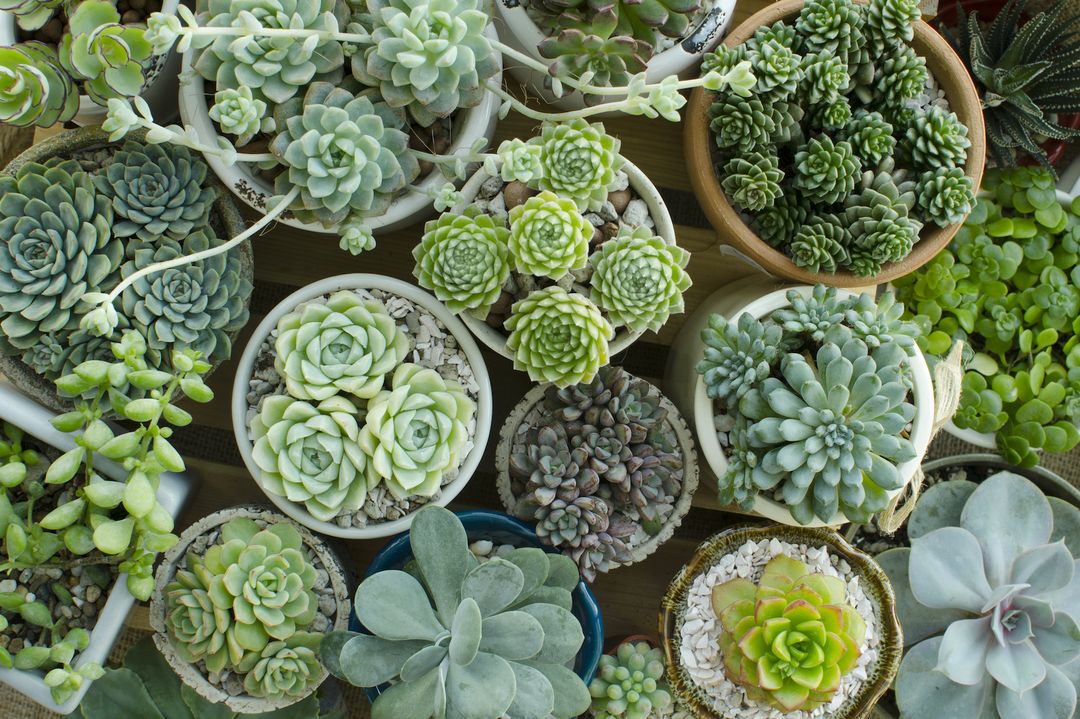 Botanica Floral + Home Portland Florist & Flower Shop