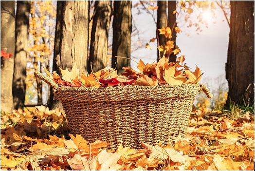 basket containing dry leaves