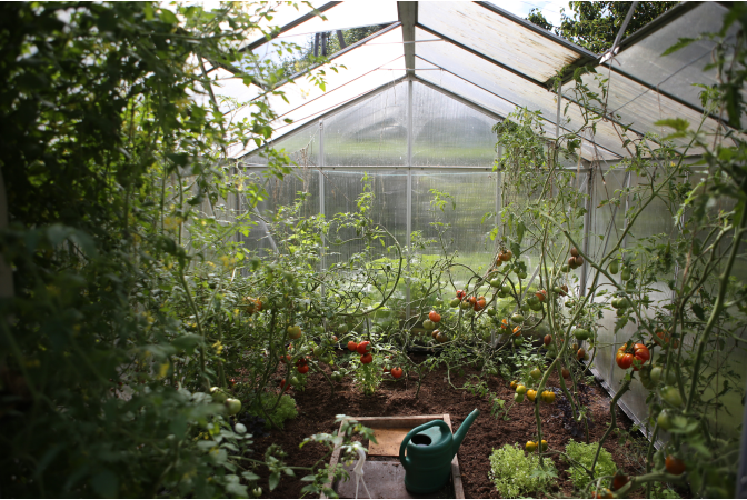 Interior of greenhouse with many tomato plants