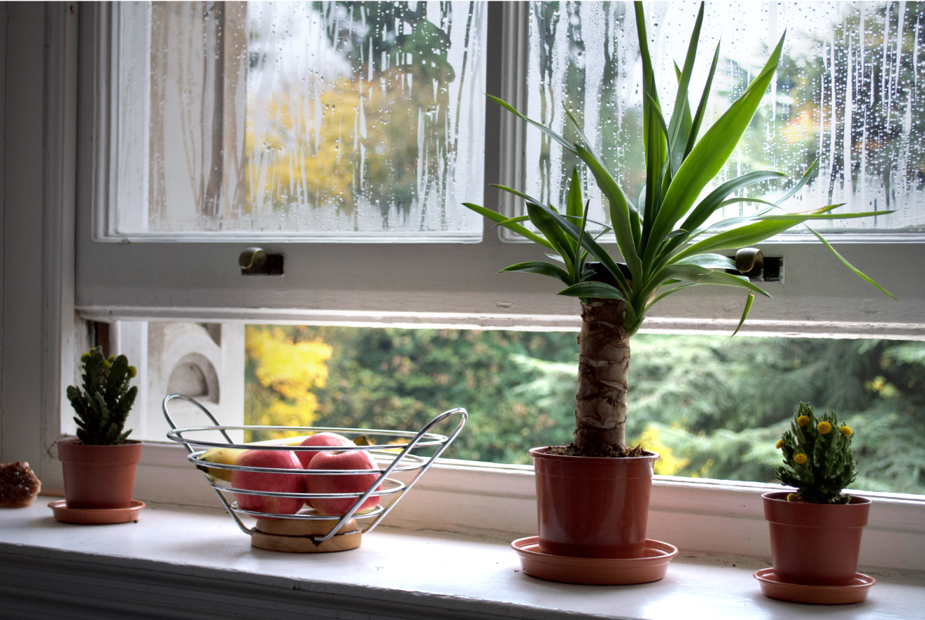 Window half open with a spikey plant in front of it