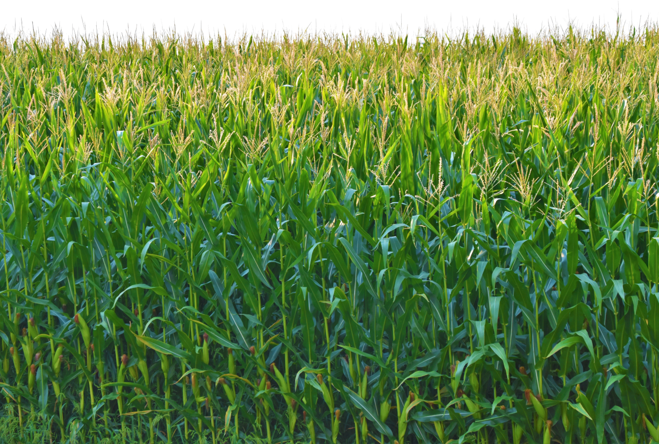 Field of corn used for the production of bioplastics