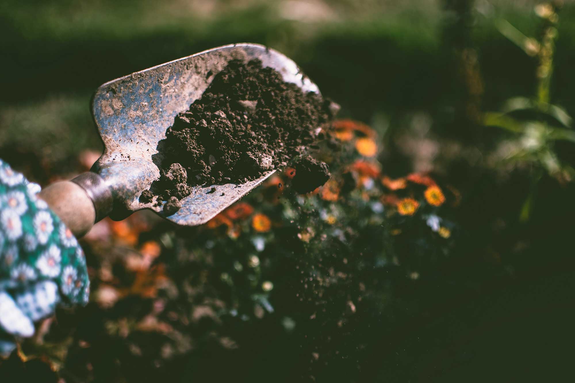 Dirt being shoveled by a gardener
