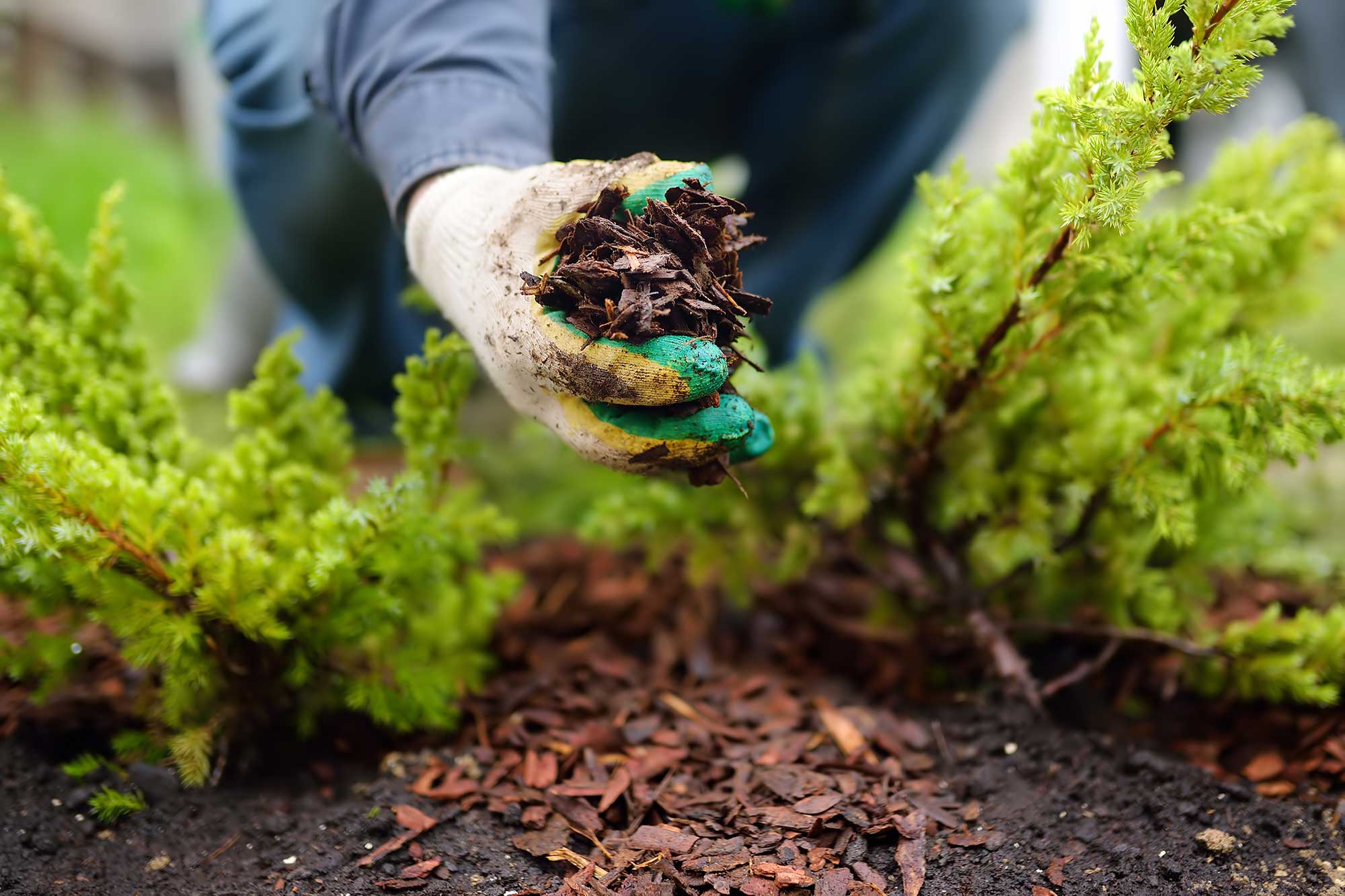 A person planting a bulb in a garden