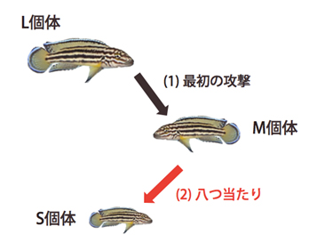 『八つ当たりする魚の発見』