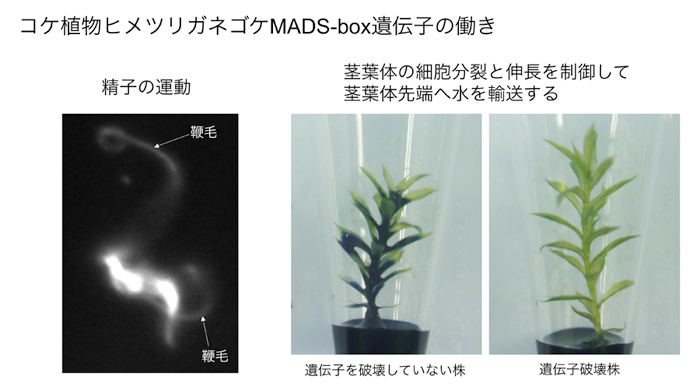 図1 コケ植物ヒメツリガネゴケMADS-box遺伝子は精子の運動と、茎葉体の細胞分裂と伸長を制御して茎葉体先端への水輸送の機能を持っていた。