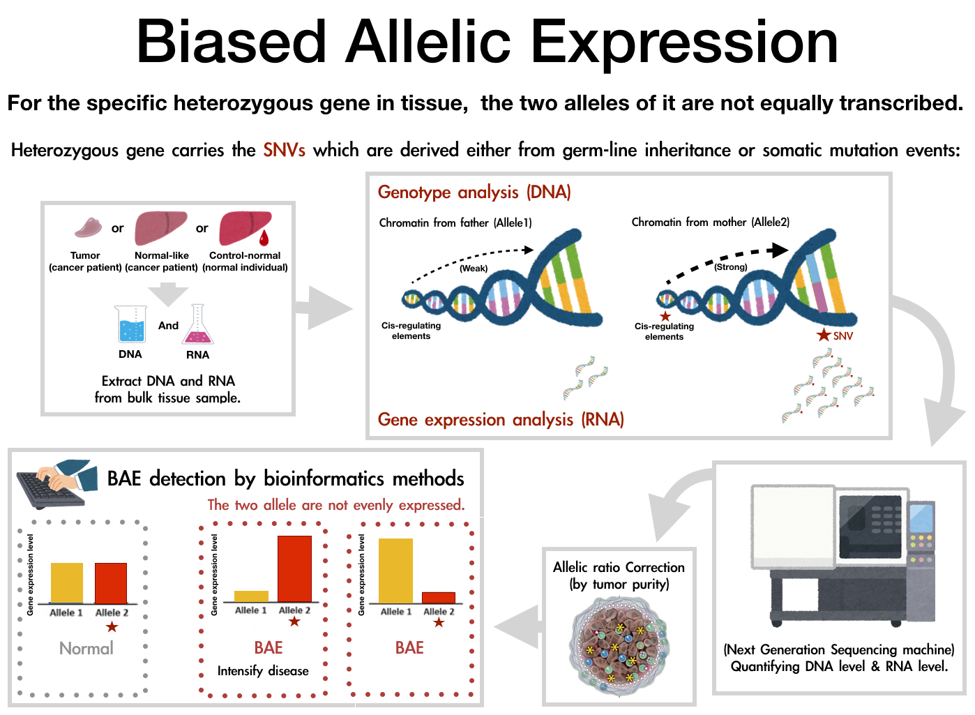 Roles of genome-wide biased-allelic-expression effects in the development of liver hepatocellular carcinoma.