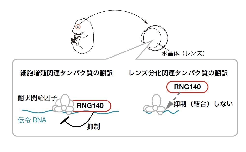 目の水晶体(レンズ)形成におけるタンパク質合成制御の仕組み