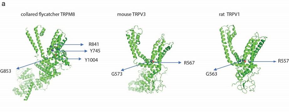 Identification of amino acids involved in monoterpene actions on transient receptor potential (TRP) channels