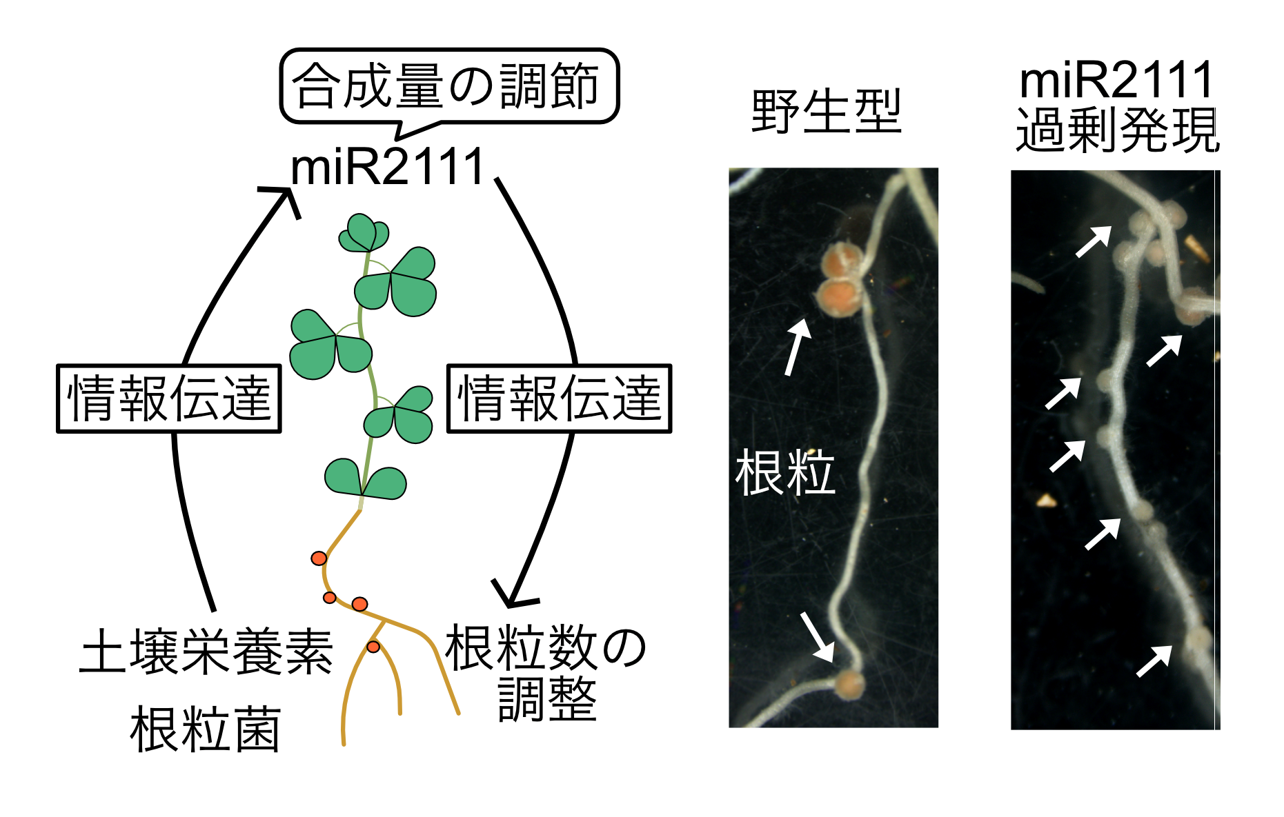 マメの根における土壌細菌との共生を制御する葉由来のマイクロRNA