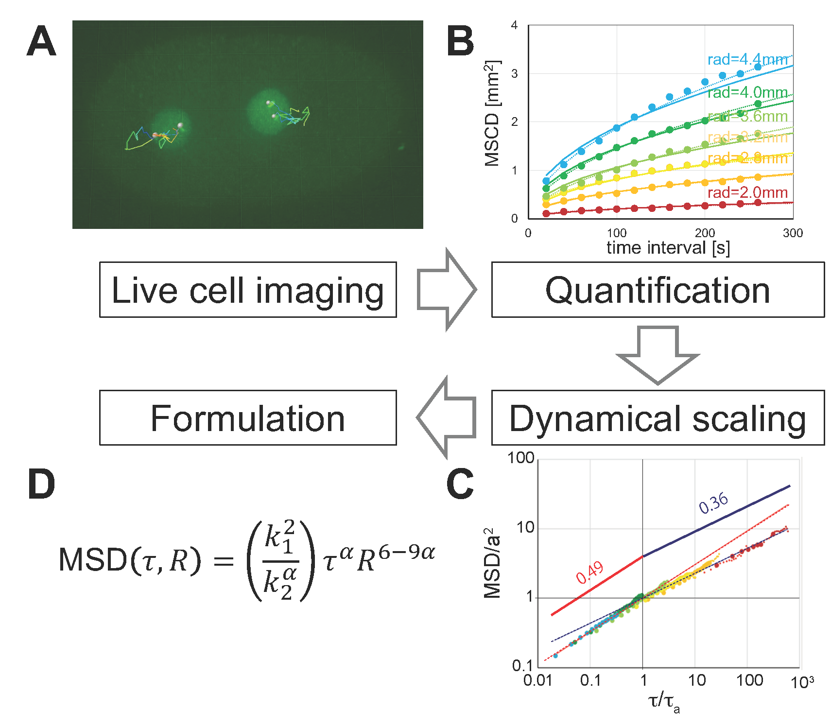 How do genes move in living cells?