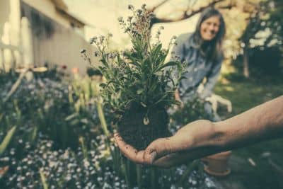 Hand holding flowers being repotted