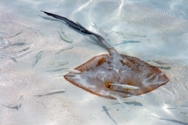 Stingray in a pool