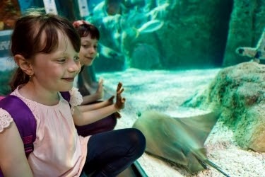 Kids looking at a stingray through the glass