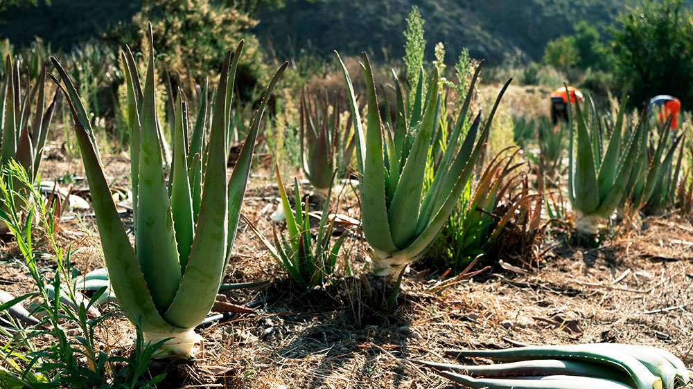 Récolte d'aloe vera Demeter en zone Natura2000 | Tumaterra