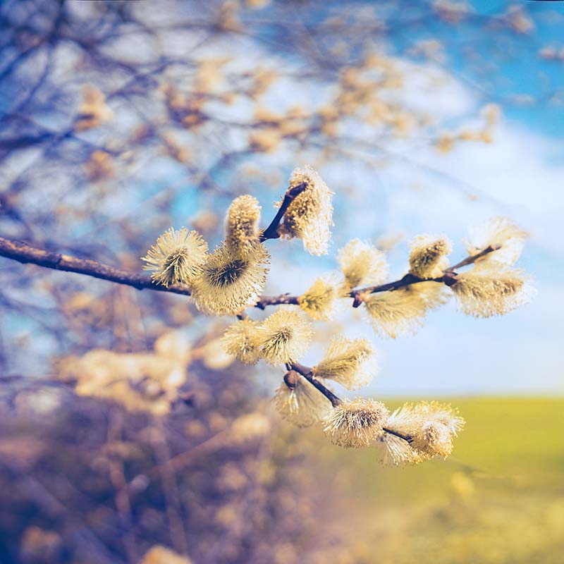 En route vers le Printemps