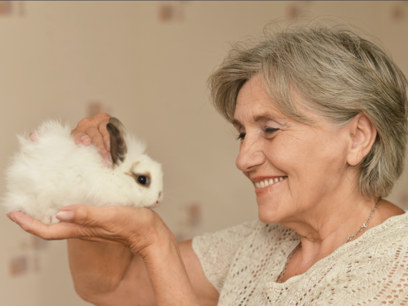 Top 10 LowMaintenance Pets for Seniors SeniorLifeFYI