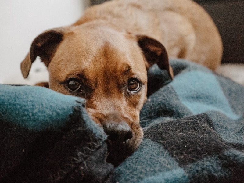 Pet tear stains Walmart Pet Insurance