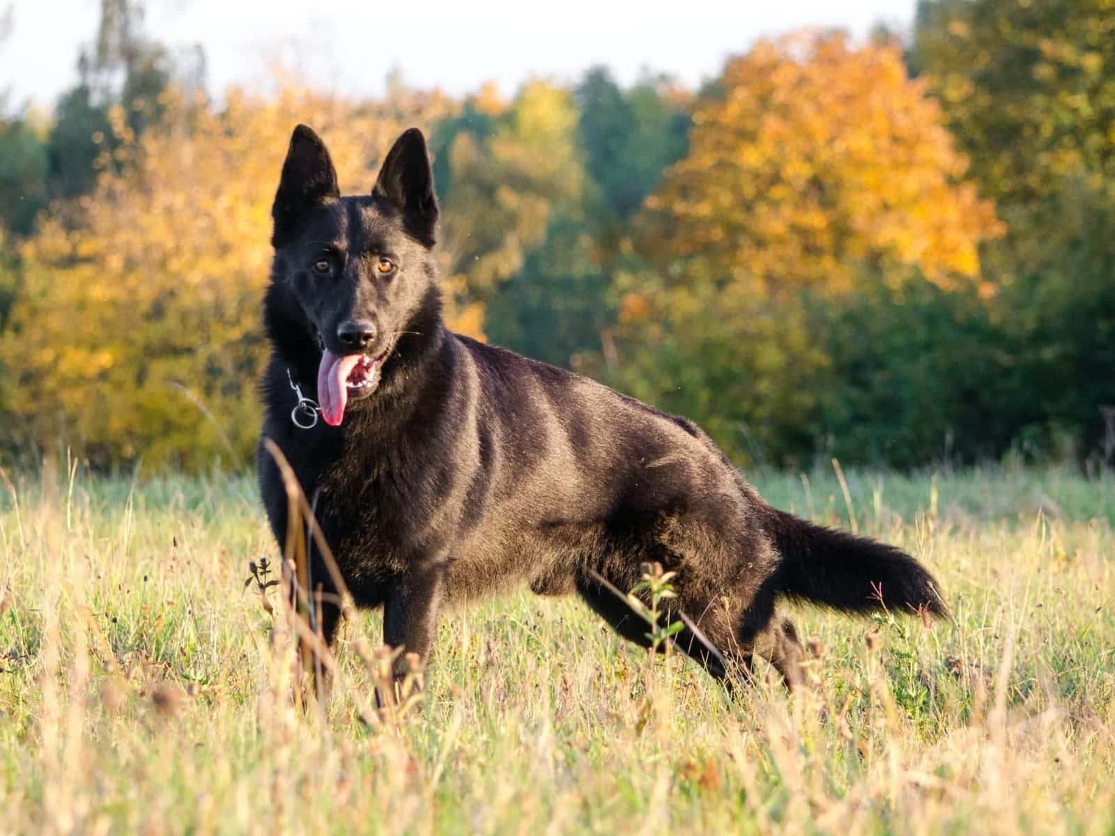 Pawfect Blog Learn About Pets Walmart Pet Insurance