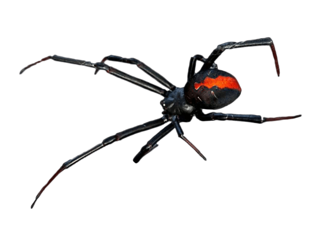 Image of redback spider