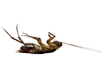 image of cockroach on its back