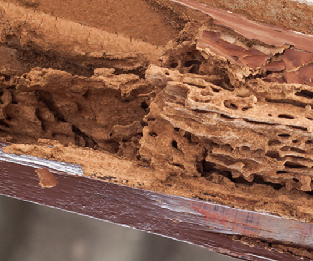 Termite Damage
