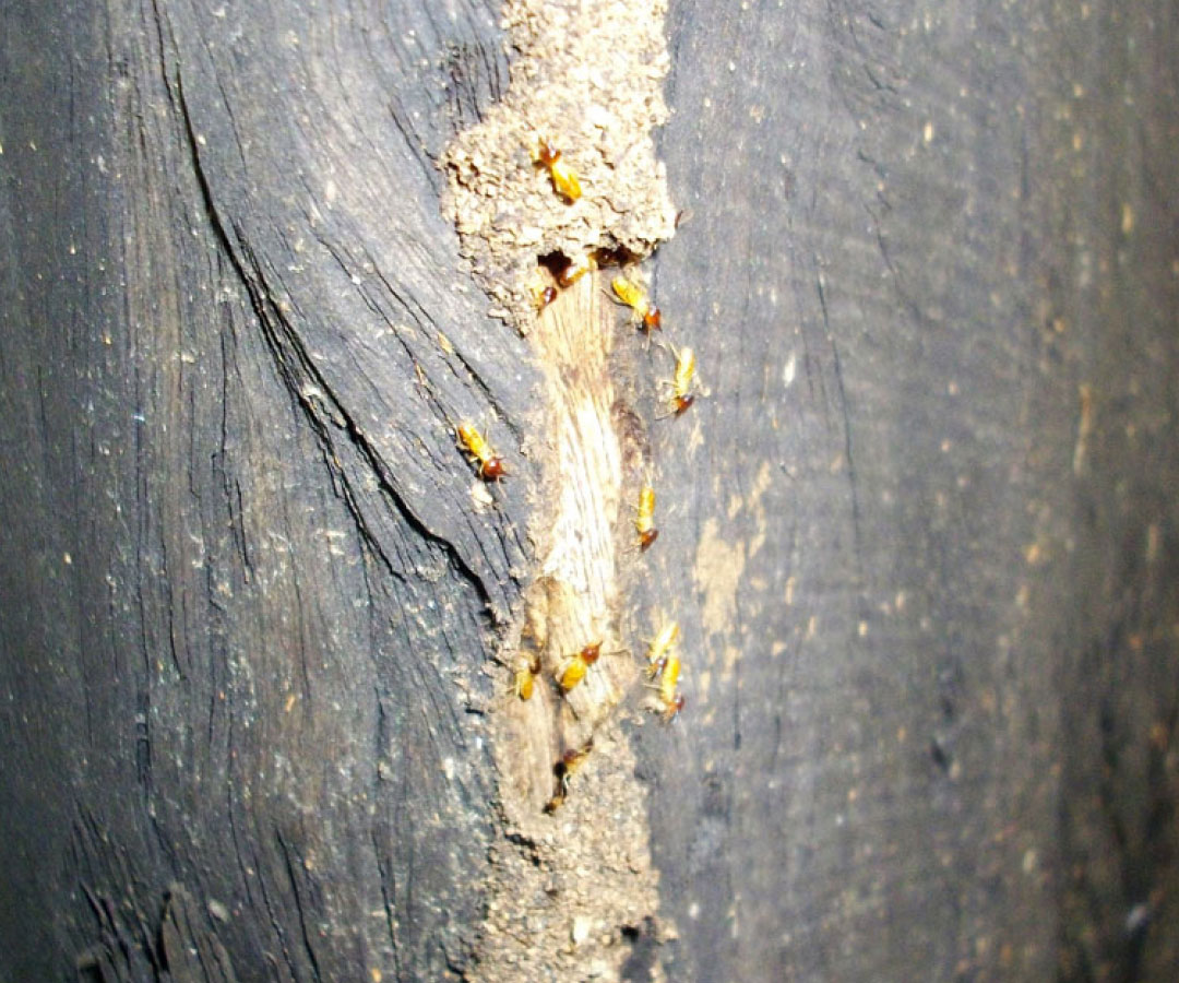 Termite trail on timber house stump  (Nasuititermes Spp.)