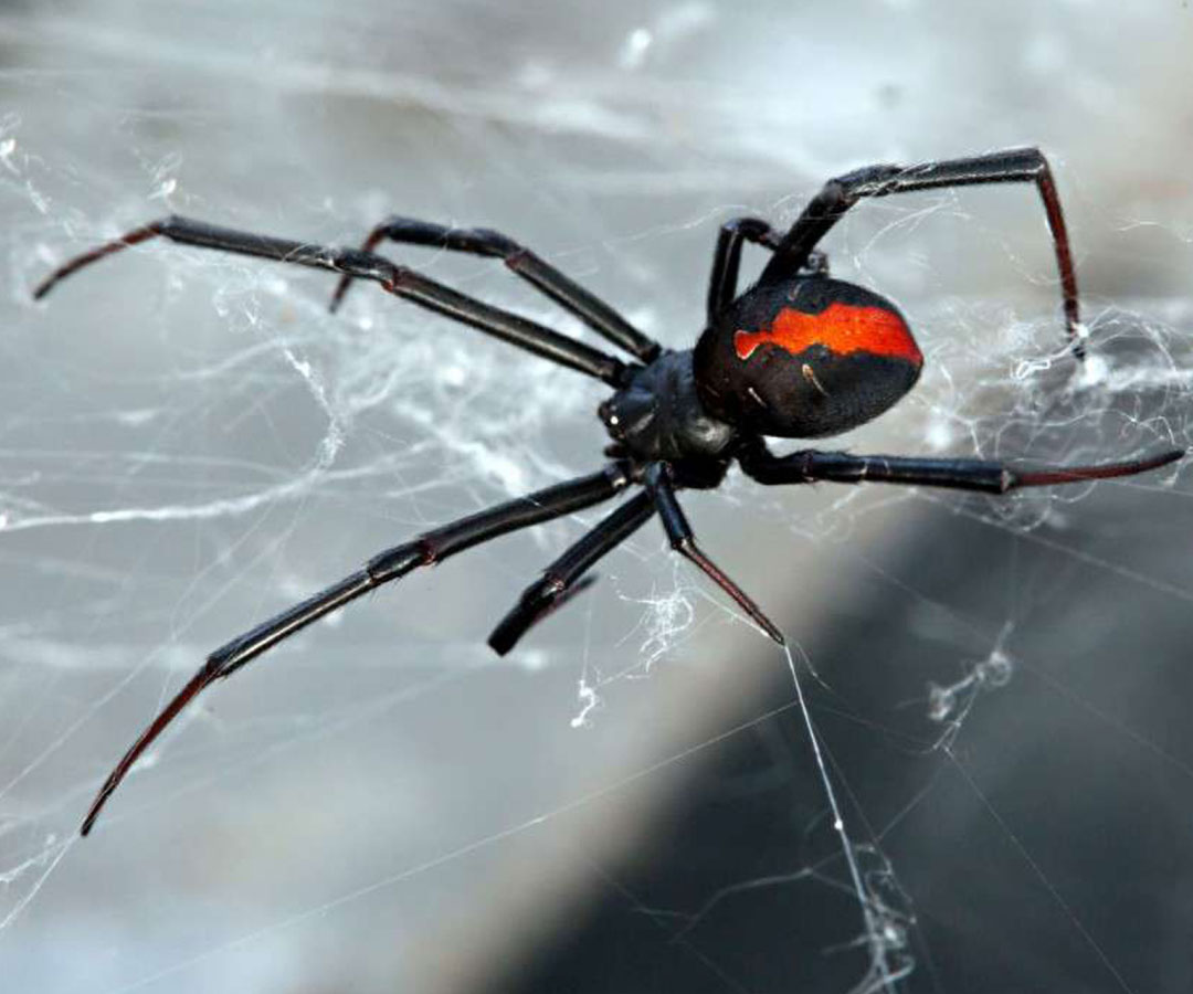 Redback Spider
