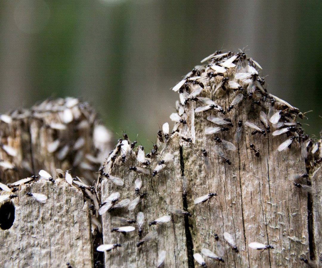 Ant Swarm