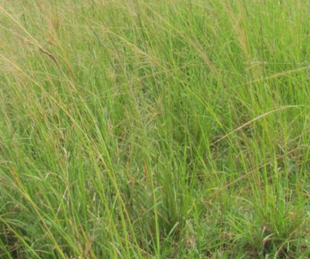 Giant Rats Tail Grass