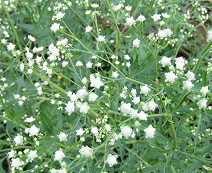 Parthenium