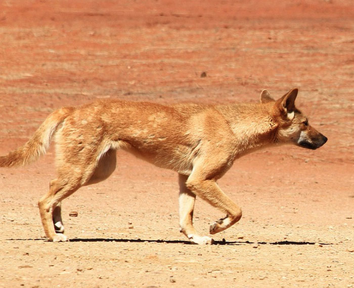 Wild Dingo