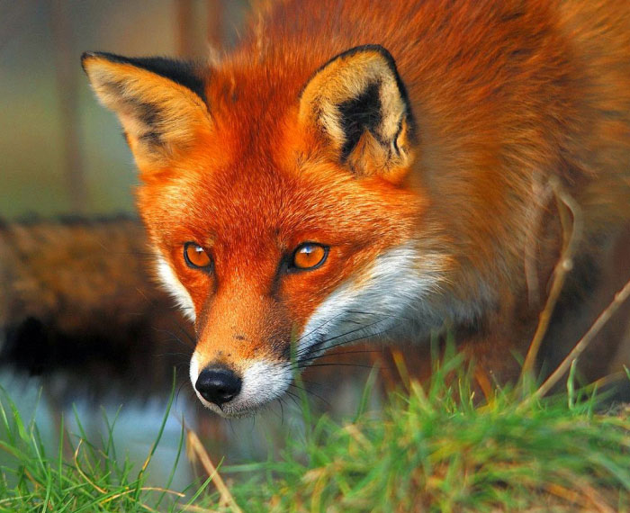 Wild Fox