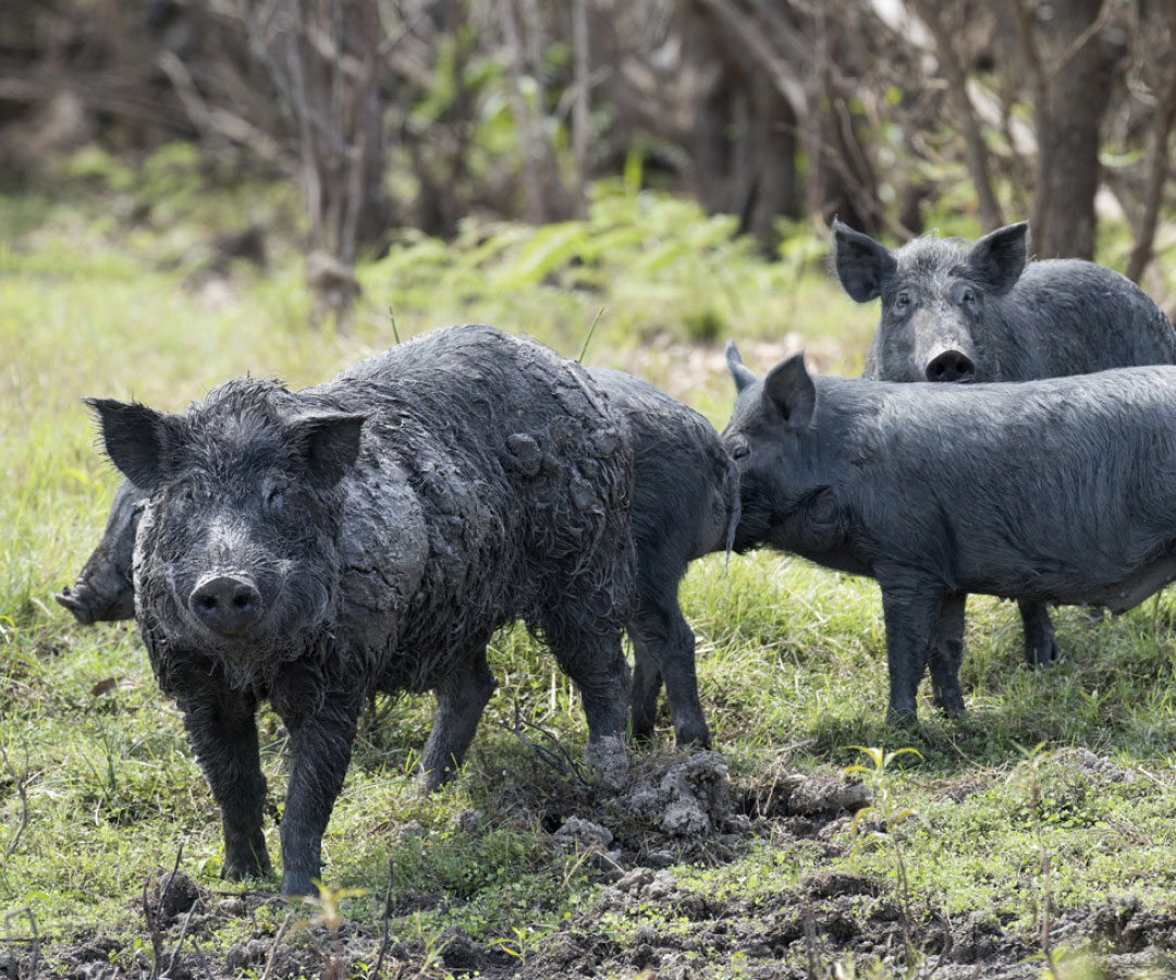 Wild Pigs
