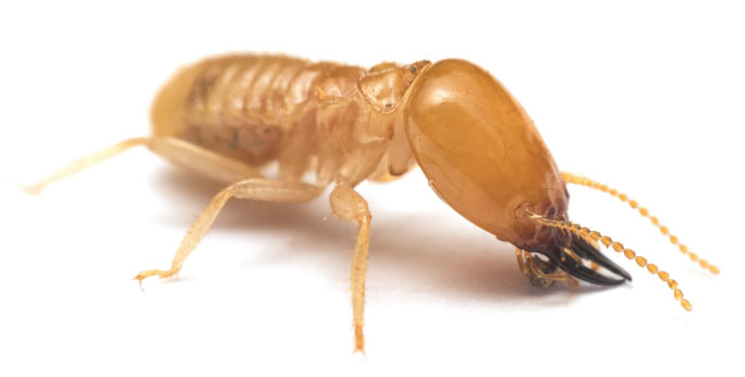 a close up image of a termite