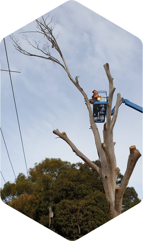 Complete Tree Services In Canberra | Dowling Tree Services
