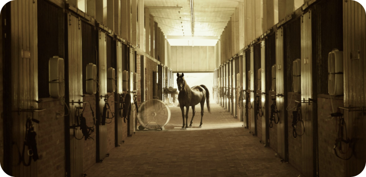 A horse in a stable