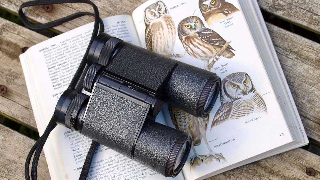 Best Guide to Starting Bird Watching