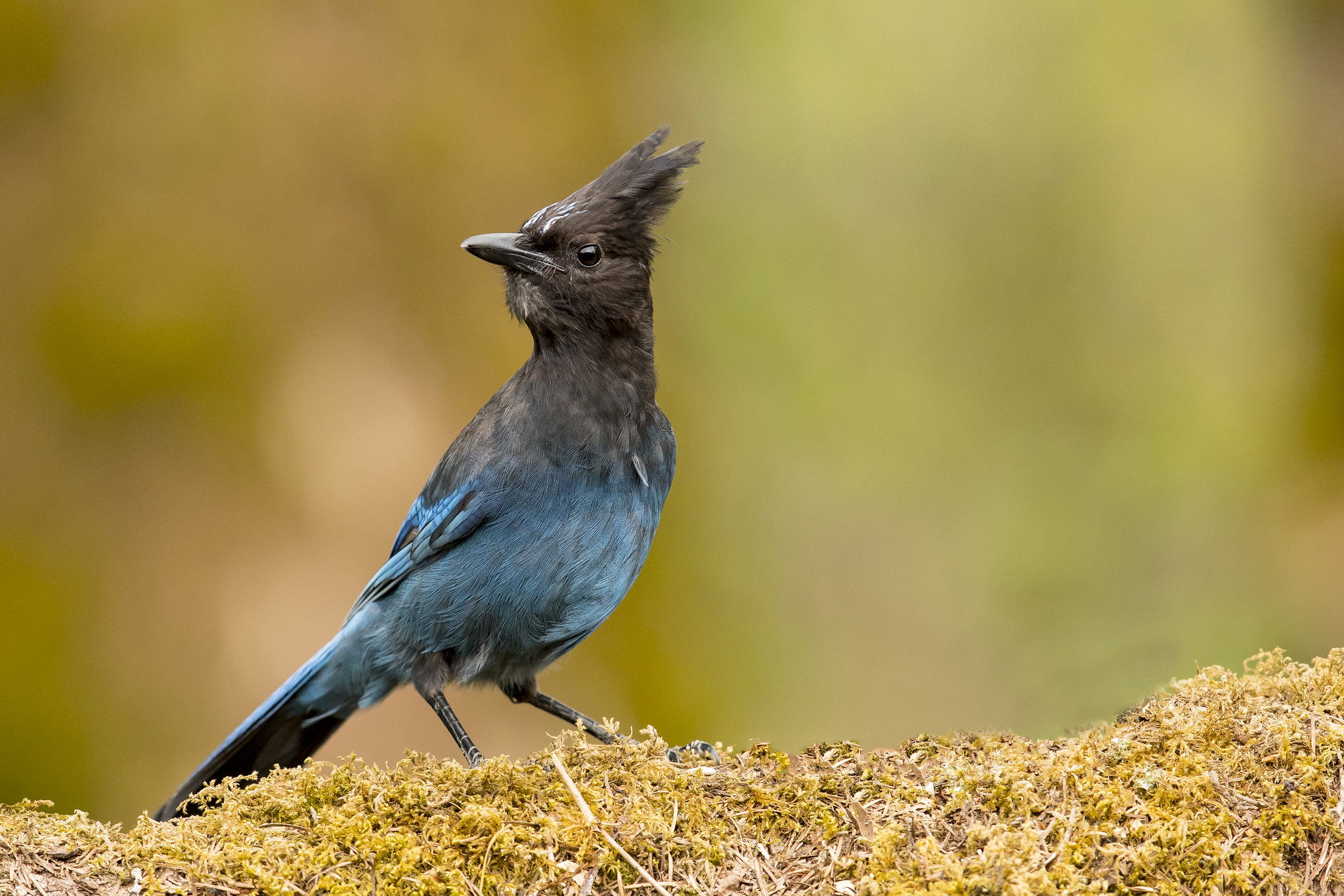 Jay Identification Learn About The Types of Jays