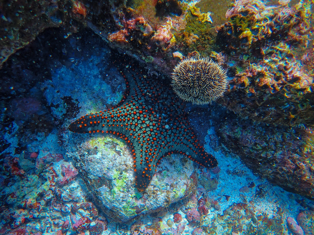 starfish retros