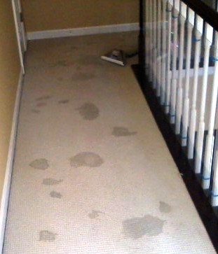 Pet Urine Removal from Carpet in Baltimore Annapolis MD