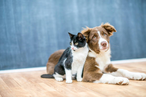 Pet Urine & Pet Odor Removal Baltimore Annapolis Maryland