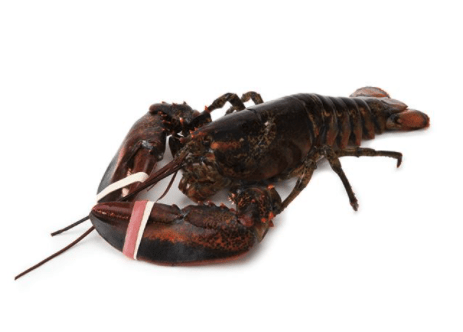 Live Lobsters from Publix