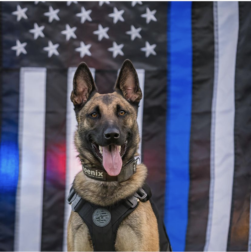 K9 Officer Phoenix of West Windsor Police Department