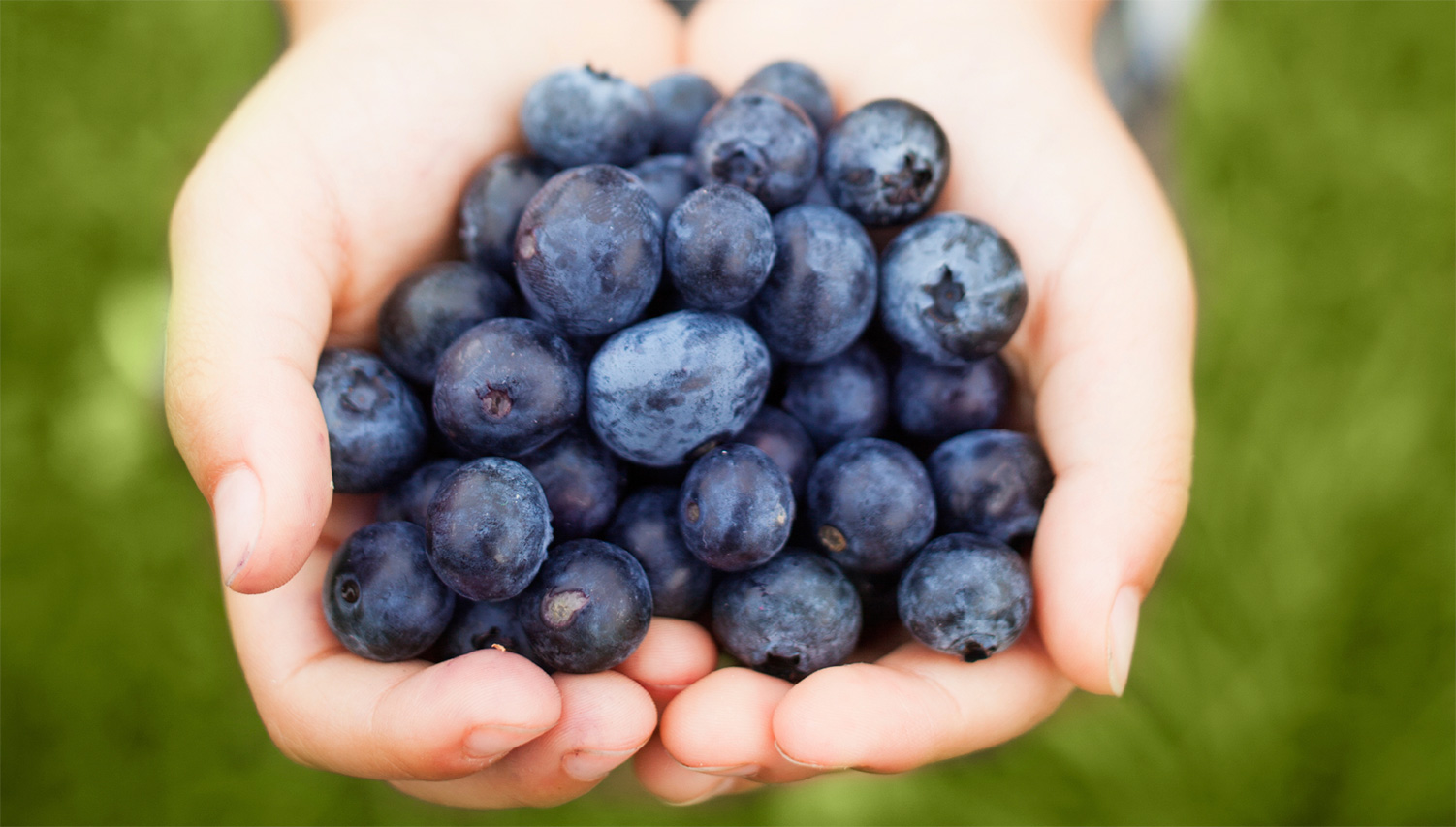 handful-of-blueberries-1502