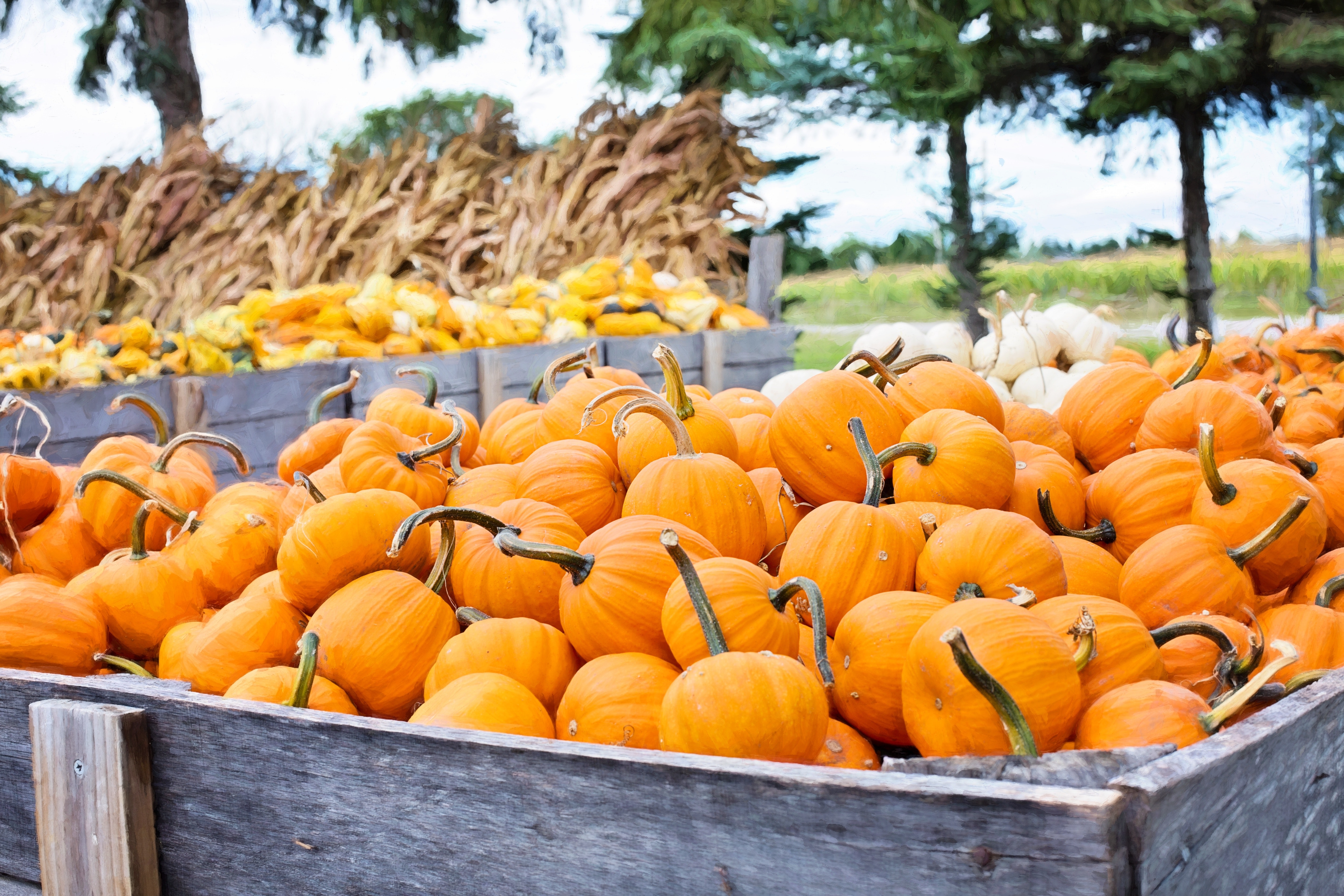 pumpkin-season|pumpkin muffin|pumpkin-muffin|pumpkin-muffin